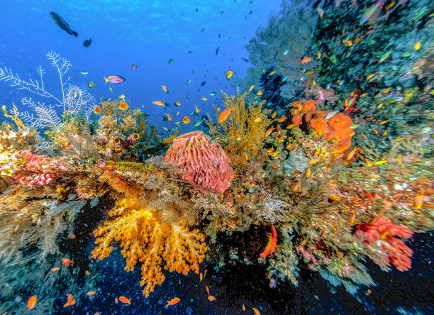 istock Coral reef off coast of Bali 954252808