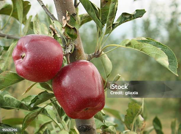 Mele Red Delicious In Un Frutteto - Fotografie stock e altre immagini di Alimentazione sana - Alimentazione sana, Ambientazione esterna, Composizione orizzontale