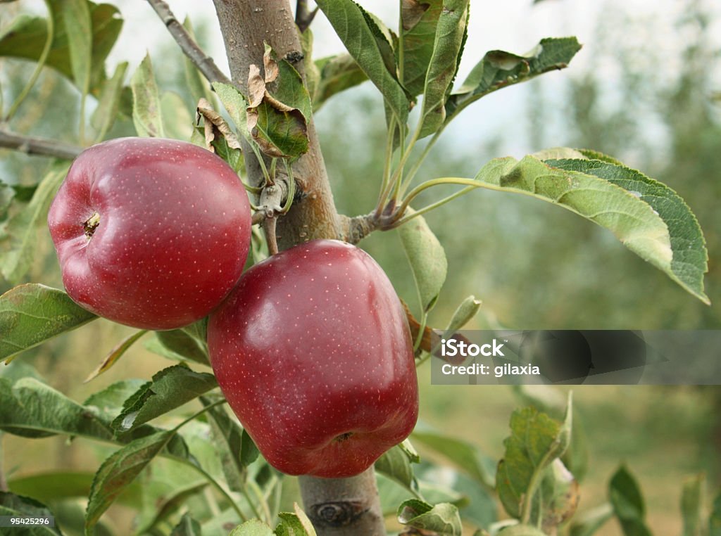 Deliciosas maçãs vermelhas em orchard - Foto de stock de Alimentação Saudável royalty-free