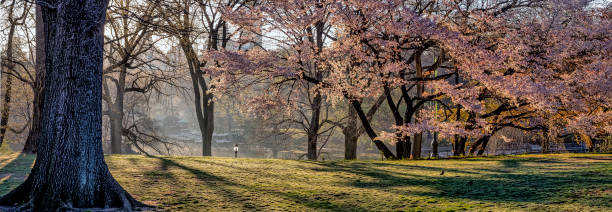 Spring flowering trees on Vancouver Island, British Columbia