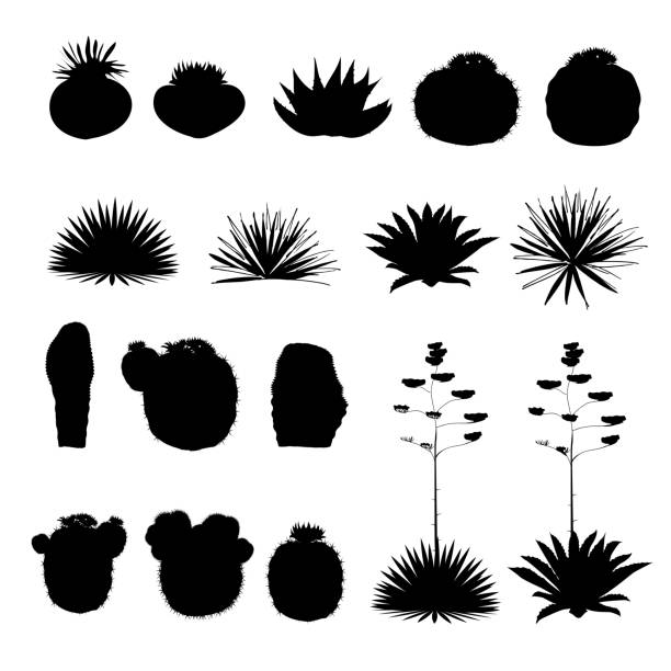 illustrazioni stock, clip art, cartoni animati e icone di tendenza di sagome nere di cactus rotondi e agave blu. raccolta vettoriale - yucca