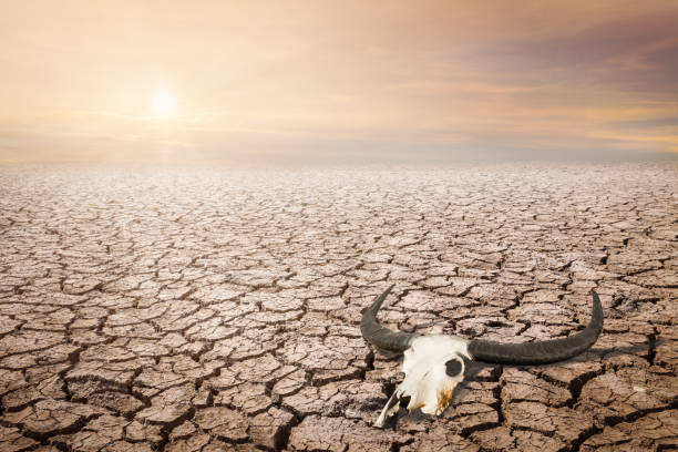 istock Land with dry and cracked ground. Desert,Global warming background 954260740