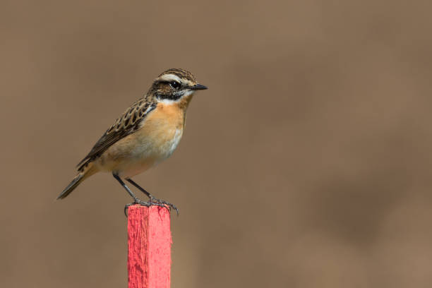 Male european stonechat perched on a branch on white background. Spain
