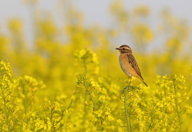 istock Female whinchat (Saxicola rubetra) perching in a rape field 954260824