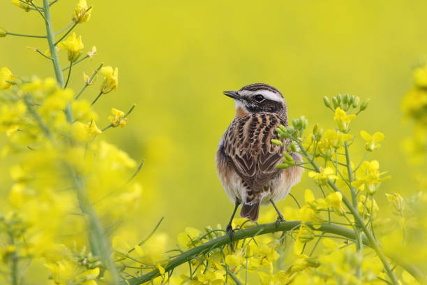 istock Male whinchat (Saxicola rubetra) perching in a rape field 954260832
