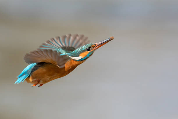 istock Flying female common kingfisher (Alcedo atthis) 954260836