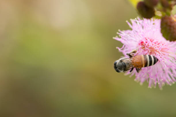 istock Herb plant,Mimosa pudica (Sensitive plant, sleepy plant, Sleeping grass, the touch-me-not) 954261144