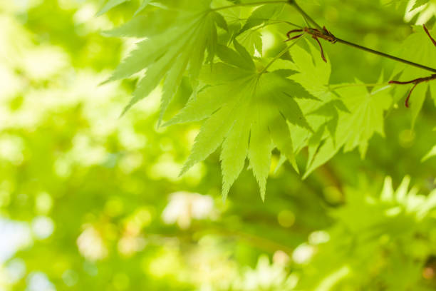 istock green leaves against sky background 954264484