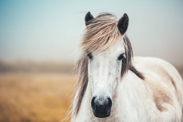 Icelandic Horse Close-up of white Icelandic horse on pasture. pony photos stock pictures, royalty-free photos & images