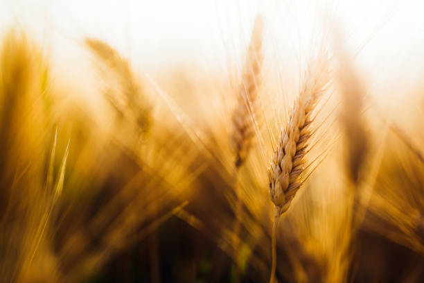 foto de primer plano de trigo de oro en campo - maíz alimento fotos fotografías e imágenes de stock