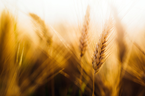 Close-up picture of golden wheat in countryside on sunlight