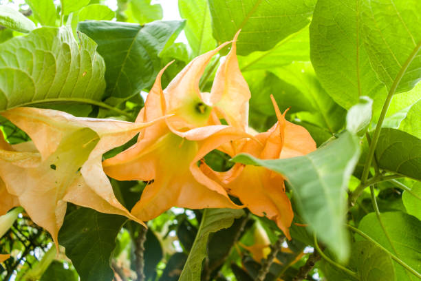 istock BEAUTIFUL FLOWERS OF COLOMBIA 954267182