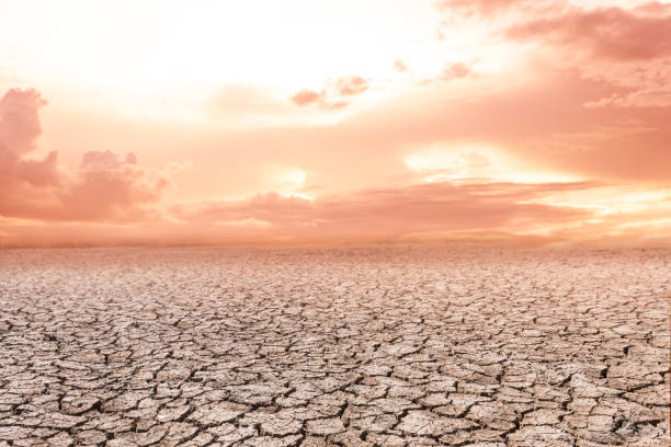 istock Rice field in sunset over dark cloud 954267894
