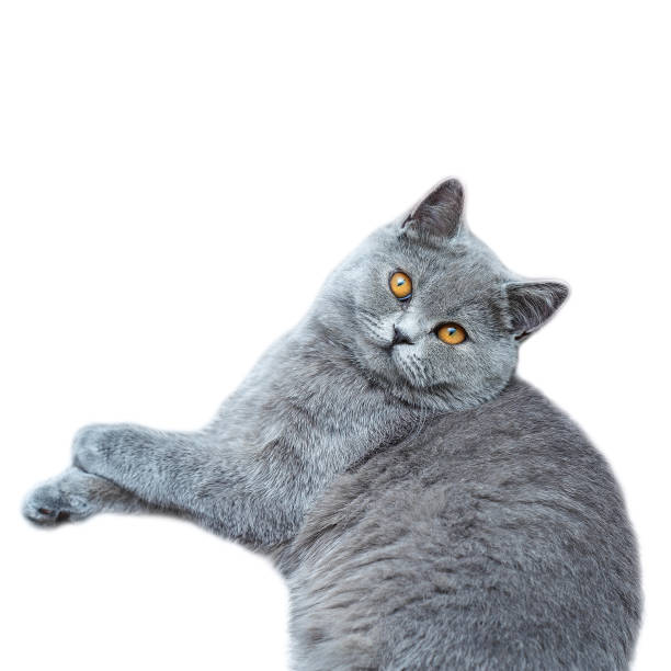 istock British Shorthair kitten looking at the camera 954267920