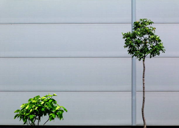 istock little green tree and bush in front of gray building 954270624