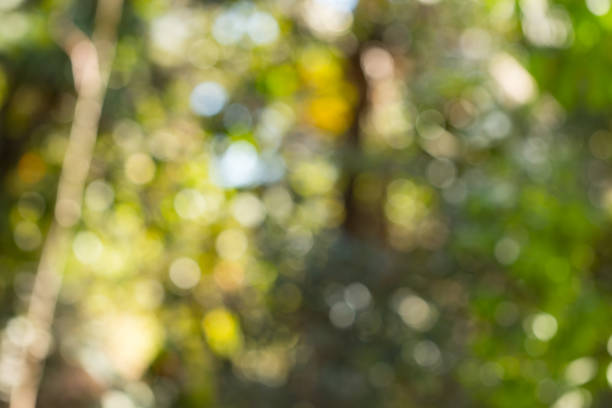 istock abstract blur green nature background 954274240