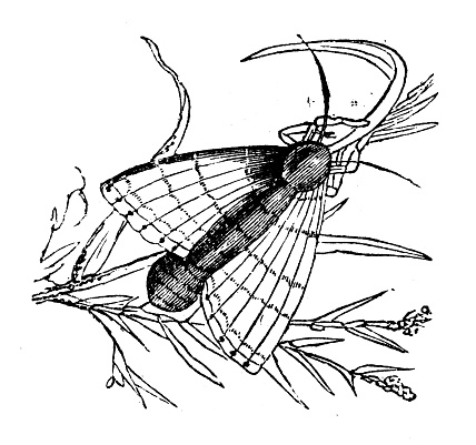 Animals antique engraving illustration: Gipsy Moth