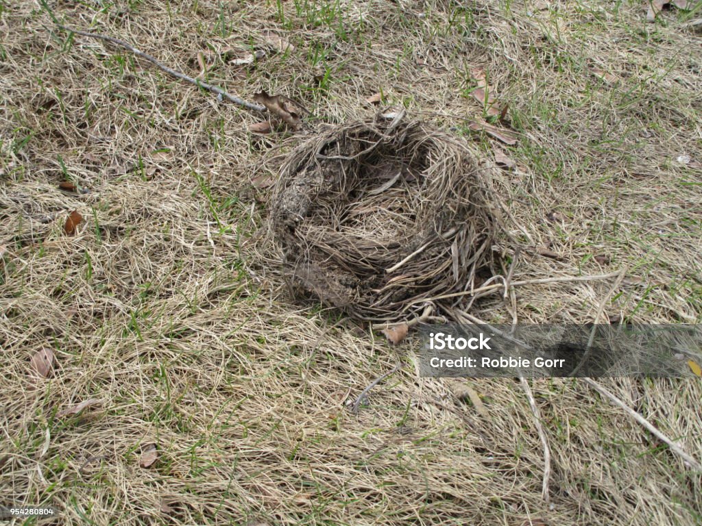 Nest On Ground Stock Photo - Download Image Now - Abandoned, Animal, Animal Nest - iStock Nest On Ground Stock Photo - Download Image Now - Abandoned, Animal, Animal Nest - iStock