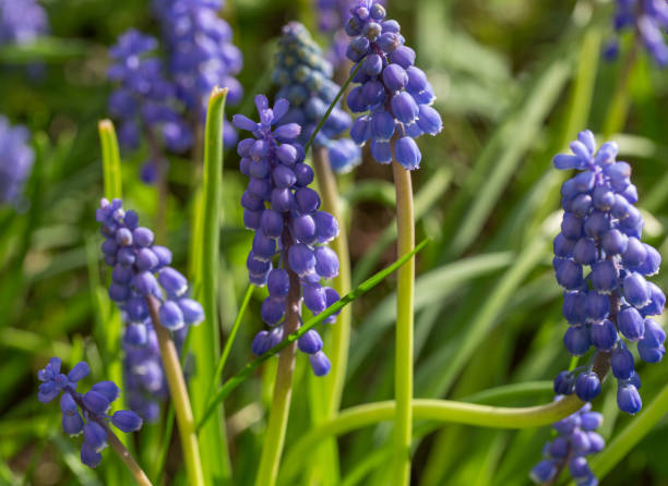 istock Macro image of blue muscari in botanic parc 954282884