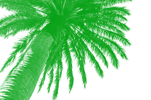 huge green palm tree against white background