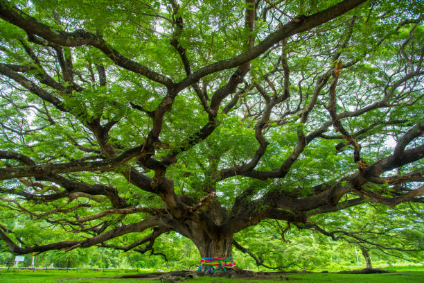 istock branch of big tree 954285280