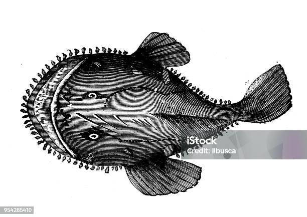 Animals Antique Engraving Illustration Goose Fish Stock Illustration - Download Image Now - 19th Century, 19th Century Style, Anglerfish