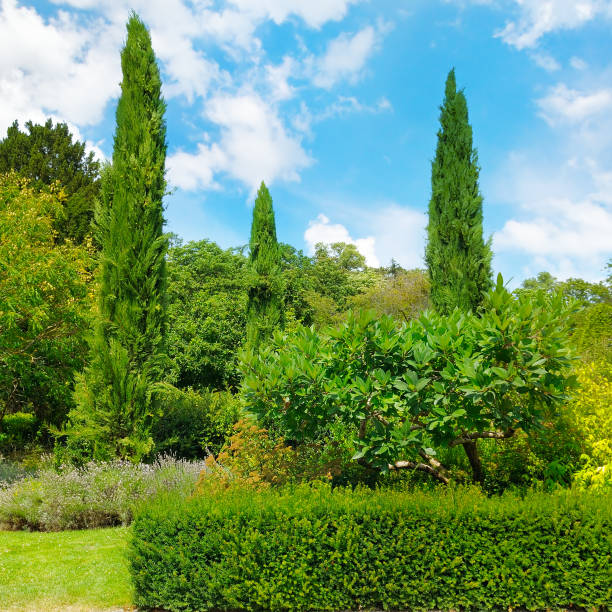 istock Park,hedge, green meadow and blue sky. 954285964