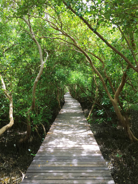 istock mangrove forest , Royal project , Thailand 954286528