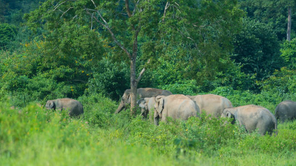istock wild Asian elephants in the forest 954286938