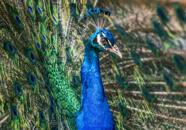 istock American Peacock has beautiful eye spot pattern in feathers 954289246