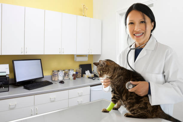 gato na clínica de uma veterinária asiático - veterinary office - fotografias e filmes do acervo