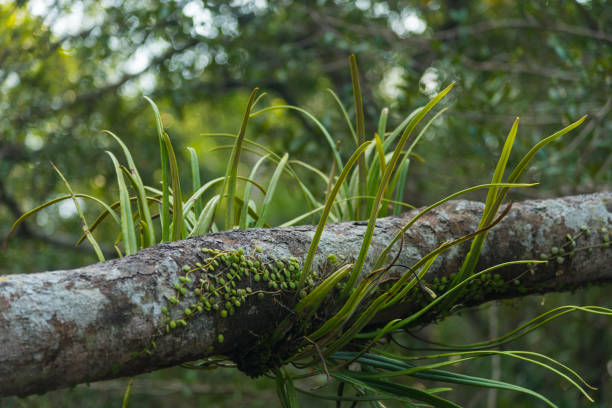 istock orchid plant in forest 954289820