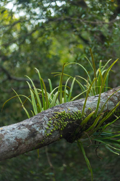 istock orchid plant in forest 954289822