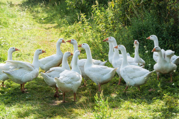 istock A group of white goose 954291140