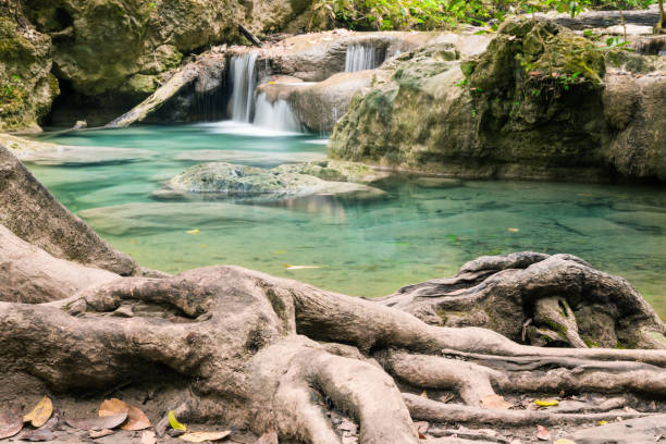 tree roots in thailand erawan falls national park forest landscape - travel travel locations nature erawan imagens e fotografias de stock