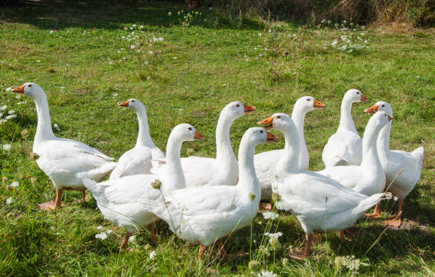 istock A group of white goose 954293648