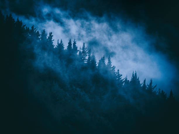 Close-up of the middle section of tall pine trees in a foggy forest at dusk.