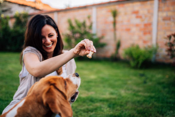 istock Hey Beagle, wanna eat? 954295706