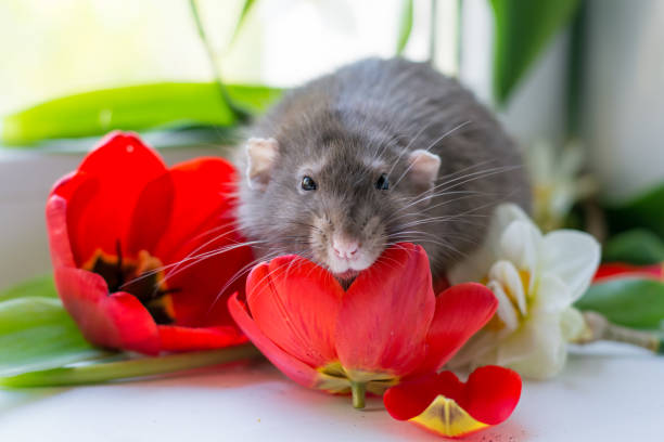 istock love of a gray rat 954295764