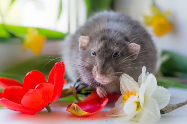 istock rat male in red tulips 954295774