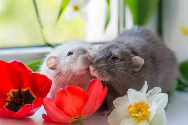loving couple of rats