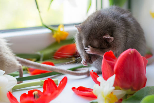 istock love and flowers 954295806