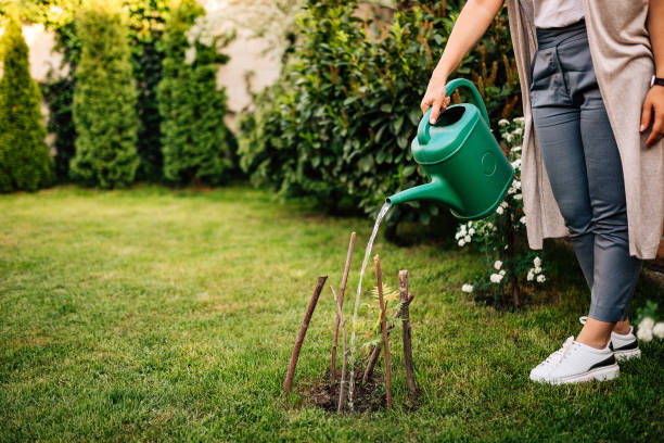 istock Watering a plant in the spring at home garden. 954295824