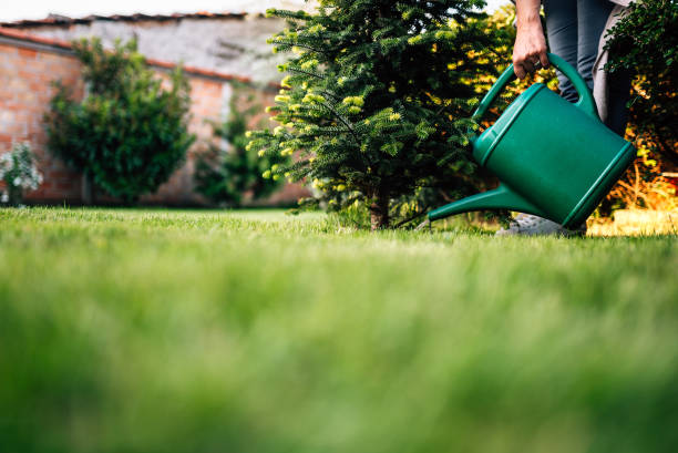 istock Hands watering plants. 954295858