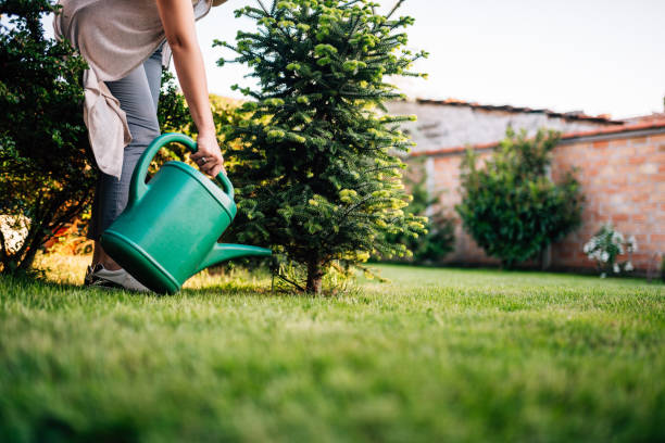 Watering plant outdoors.