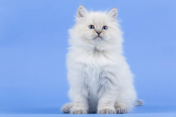 istock Portrait of Siberian kitten 954299204