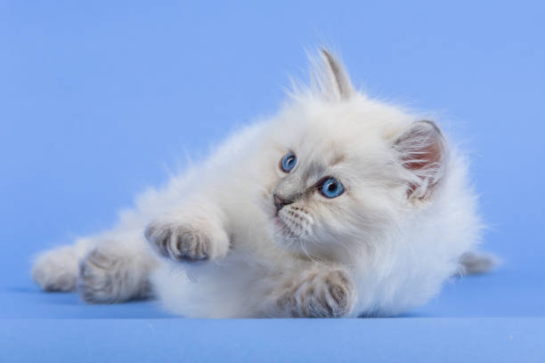 istock Portrait of Siberian kitten 954299302