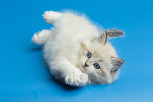 istock Portrait of Siberian kitten 954299382