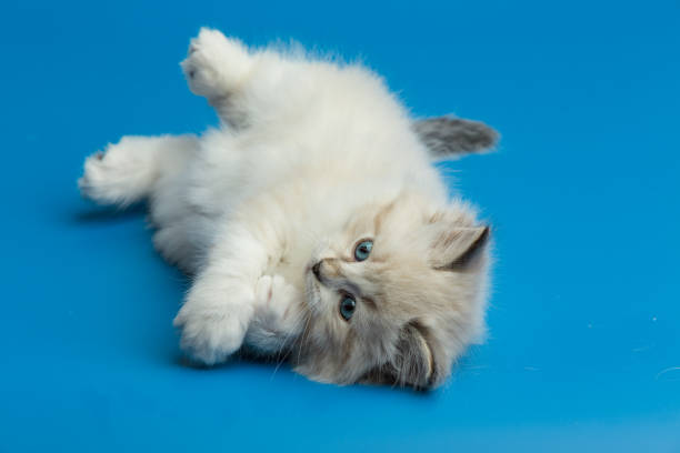 istock Portrait of Siberian kitten 954299410