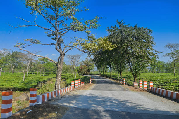 istock Road through tea estate. 954305470